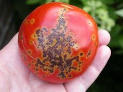 Бактеріальна плямистість томата