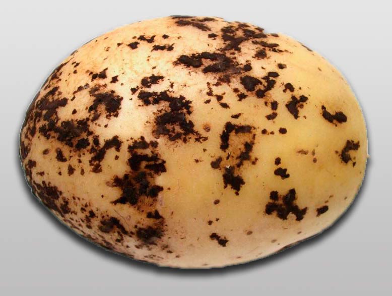 Ризоктоніоз картоплі