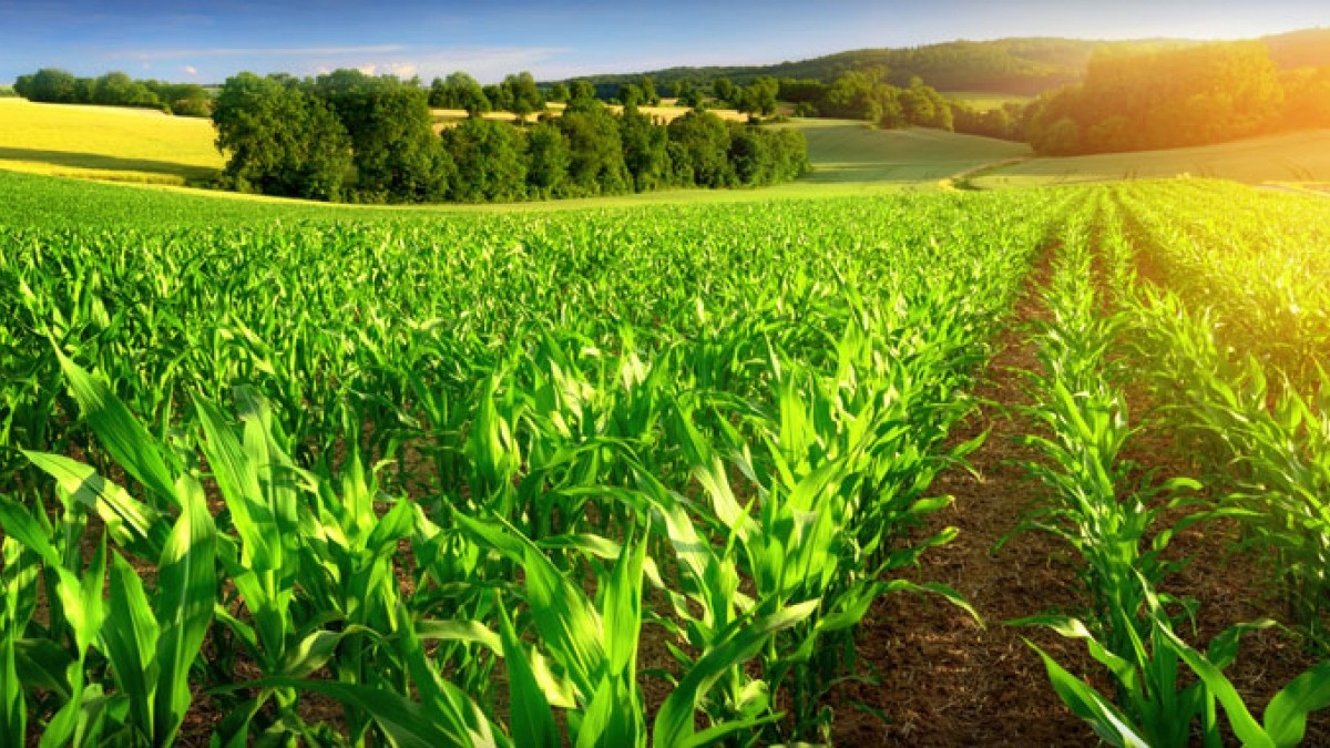Основні вимоги до вирощування кукурудзи 