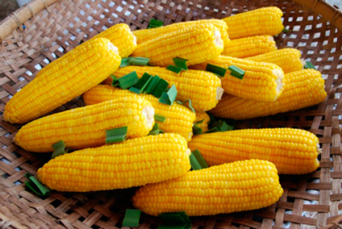 Хороший урожай цукрової кукурудзи