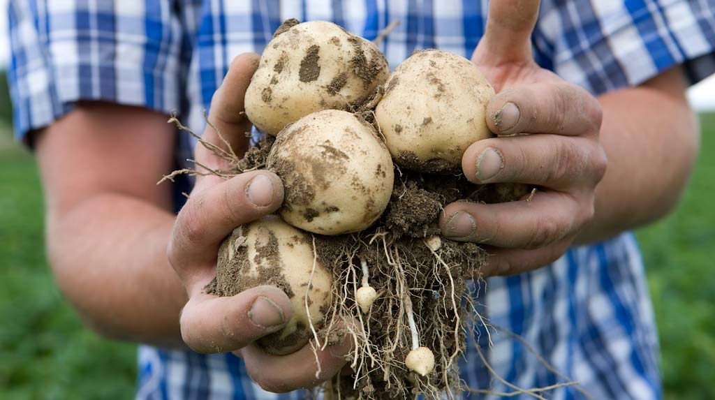 Як правильно проростити бульби картоплі