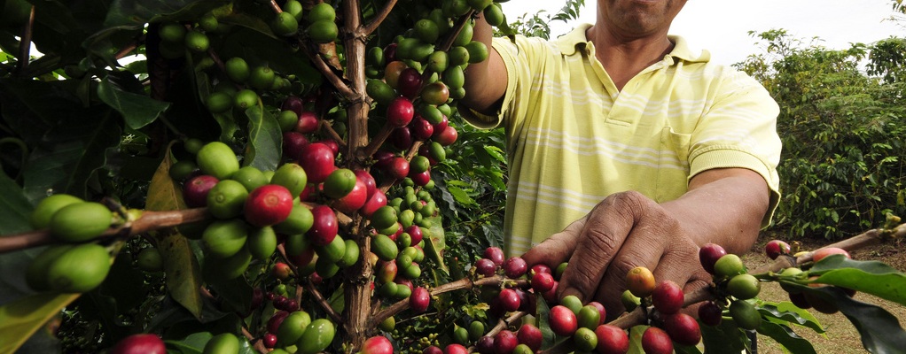 Як вирощувати арабську каву? Вирощування, пересадка і догляд