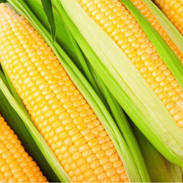 Семена кукурузы | Моника 350 МВ (фото) | «Гектар»