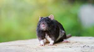  Як позбутися мишей та щурів?