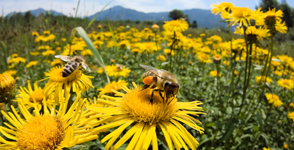 Умови, необхідні для успішної підсадки бджолиної матки