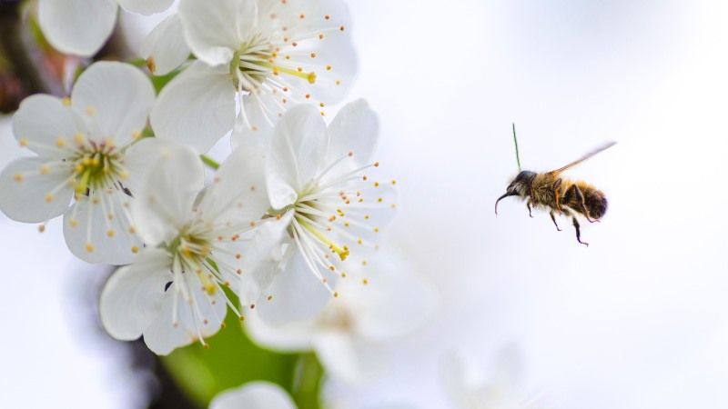 Як і навіщо залучати одиночних бджіл до свого саду. Чим вони відрізняються від медоносних бджіл?
