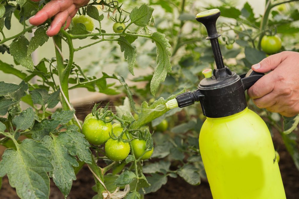 Як захистити томати від фітофторозу під час дощів
