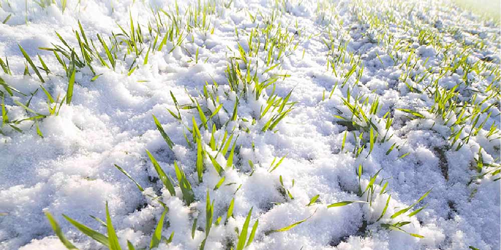 Зимовий посів по снігу: для яких рослин це підходить і як зробити все правильно