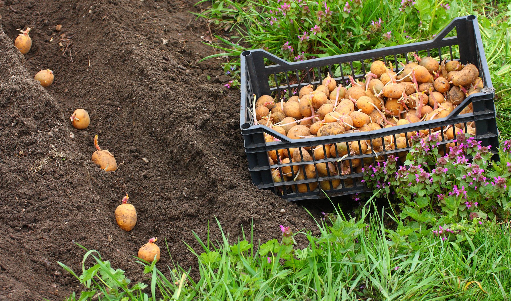 Добрива для картоплі: вибір, застосування та результати