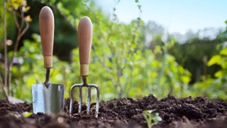 Які рослини захистять сад та город від шкідників