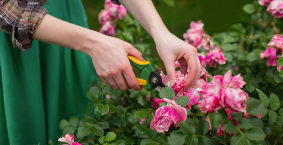 Обрізання троянди літом: коли і як правильно здійснювати?