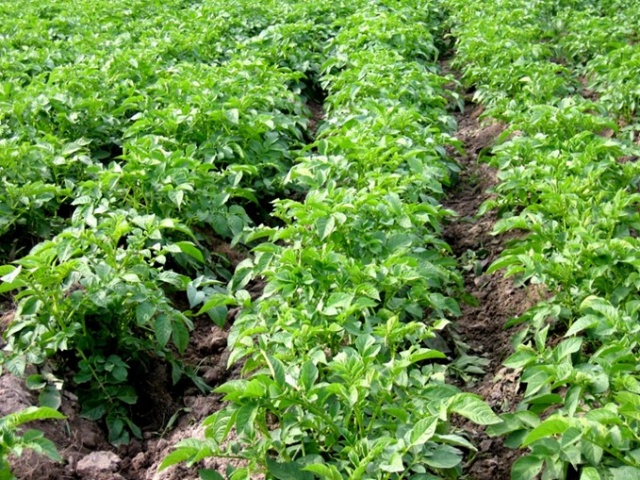 Гербіциди на картоплю: Важливість захисту врожаю та популярні методи