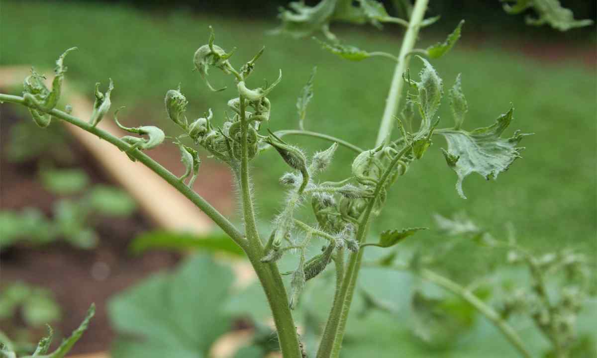 Дорослі кущі томатів скручують листя: причини і способи виправлення проблеми