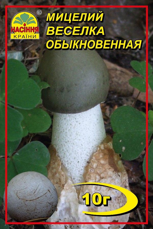 Мицелий гриба Веселка лечебная 10 г Мицелий гриба Веселка лечебная 10 г