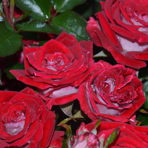 Роза Ruby Star (Руби Стар) Роза Ruby Star (Руби Стар)
