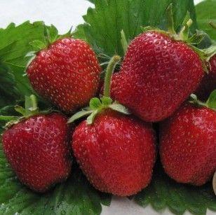 Клубника Моллинг Пандора (ОКС) Клубника Моллинг Пандора (ОКС)