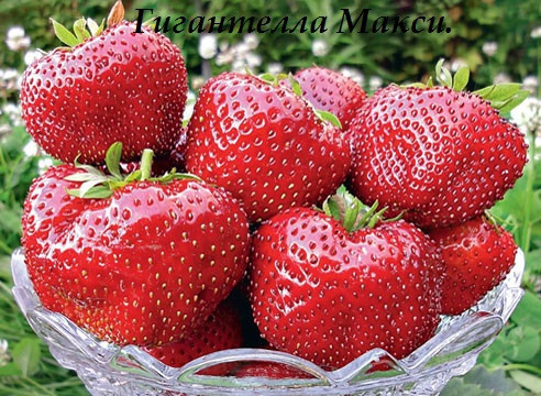 Клубника Гигантелла Макси (ОКС) Клубника Гигантелла Макси (ОКС)