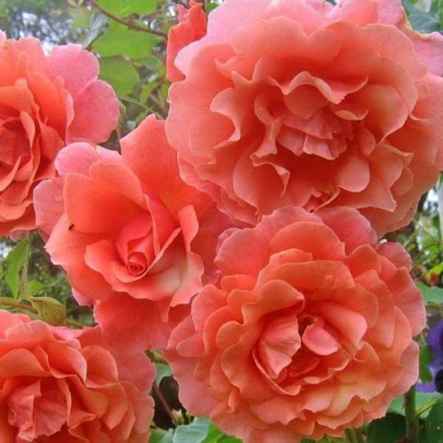 Роза Рожева перлина (Pink pearls) плетиста Роза Рожева перлина (Pink pearls) плетиста