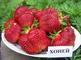 Саженцы клубники Хоней Саженцы клубники Хоней