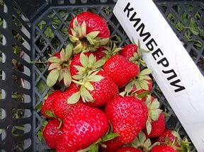 Саженцы клубники Кимберли (ОКС) Саженцы клубники Кимберли (ОКС)
