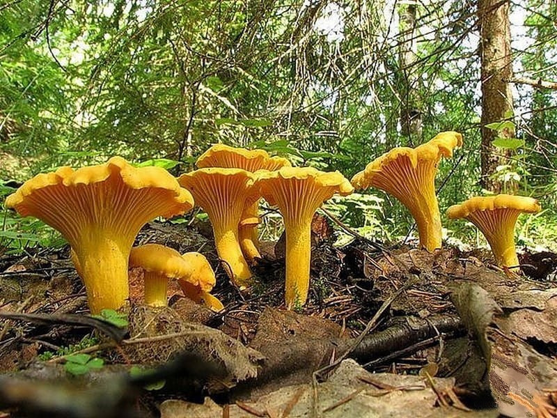 Зарощенный грибной блок лисички Зарощенный грибной блок лисички
