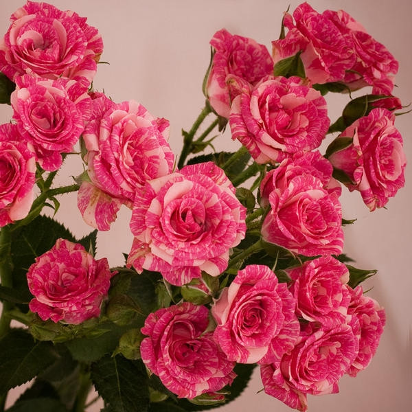 Роза Спрей Пинк Флэш (Pink Flash) Роза Спрей Пинк Флэш (Pink Flash)