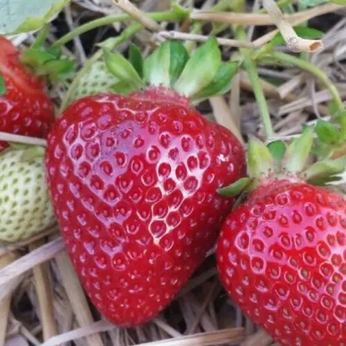 Розсада полуниці Кама (Kama) (ВКС) Розсада полуниці Кама (Kama) (ВКС)
