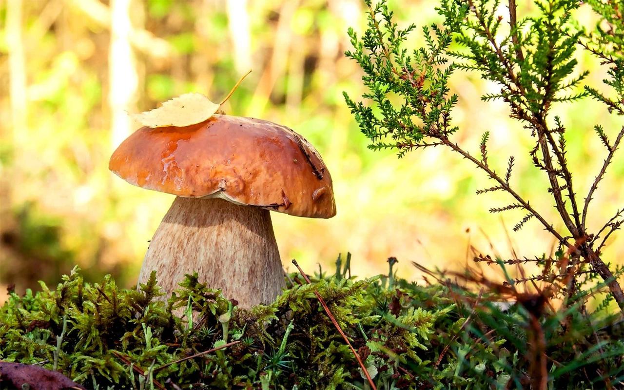 https://hectare.ua/upload/68fd48775475a.jpg https://hectare.ua/upload/68fd48775475a.jpg