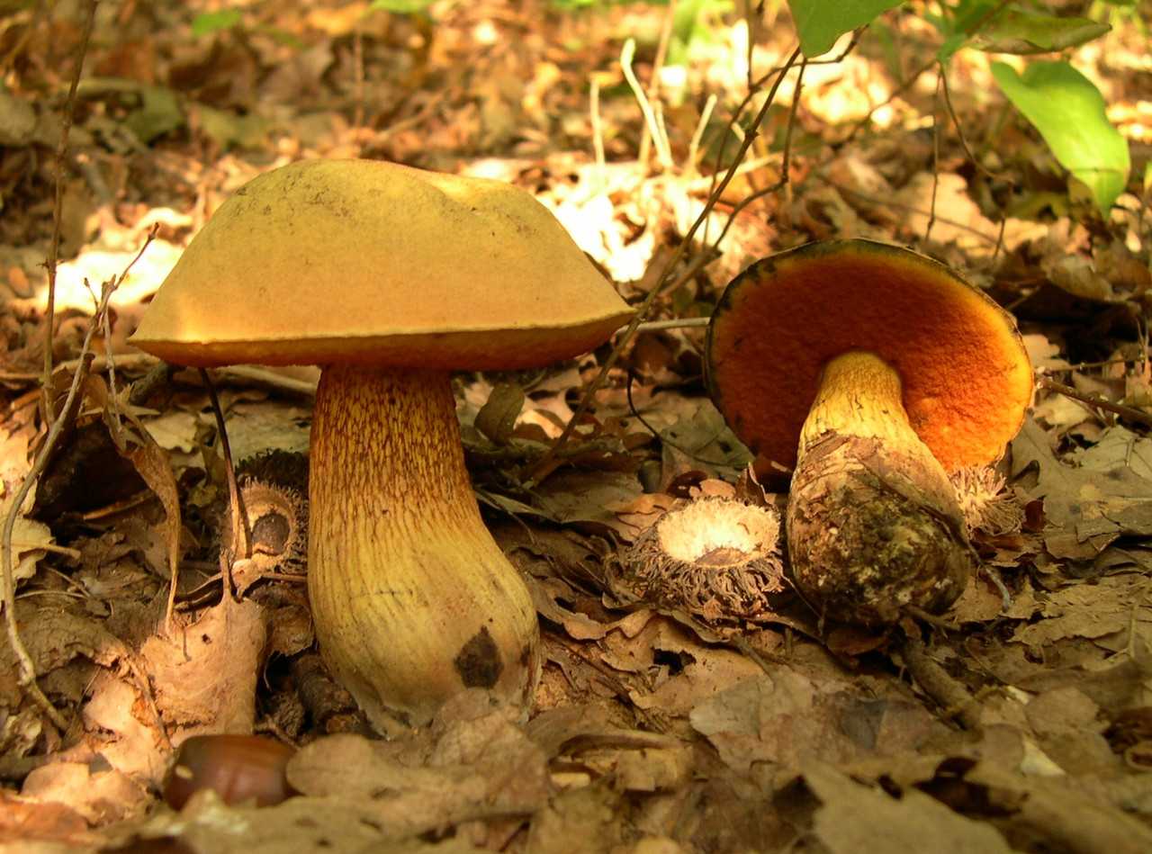 https://hectare.ua/upload/68fd487851bf3.jpg https://hectare.ua/upload/68fd487851bf3.jpg