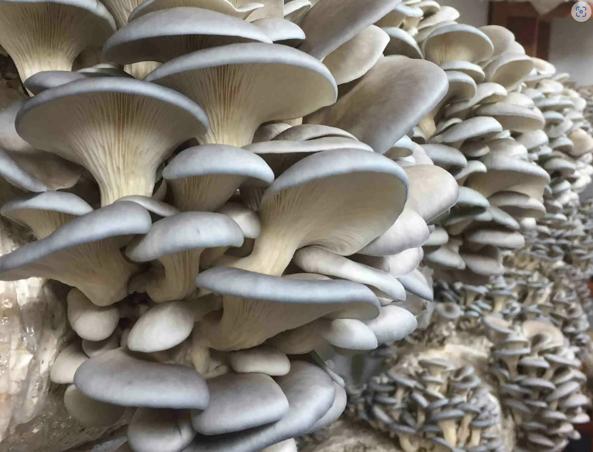 https://hectare.ua/upload/68fd487a9f2a1.jpg https://hectare.ua/upload/68fd487a9f2a1.jpg