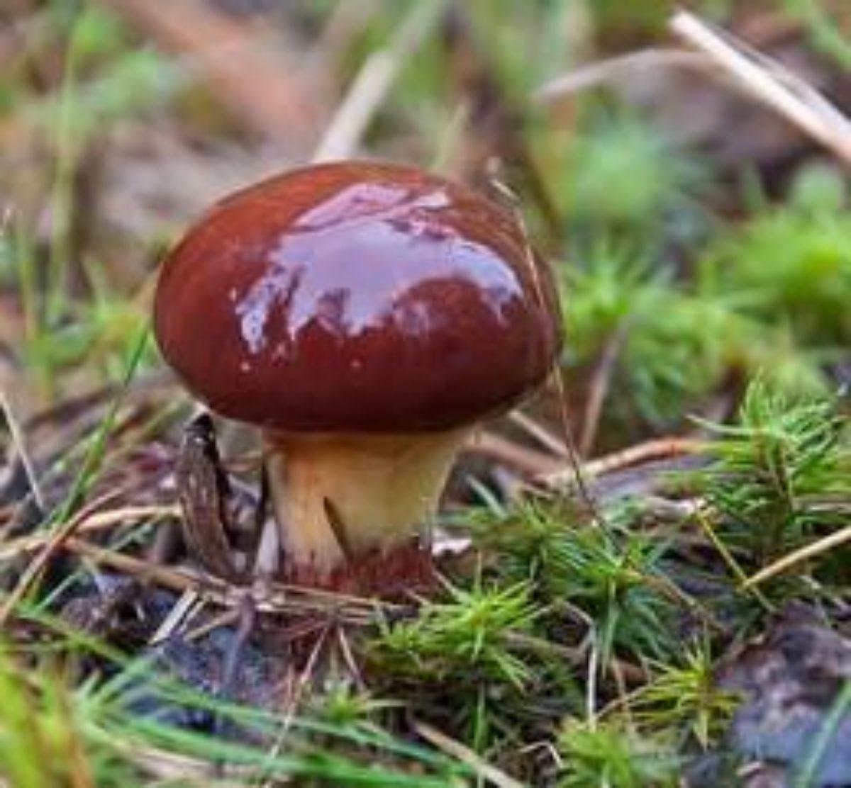 https://hectare.ua/upload/68fd487e97d8e.jpg https://hectare.ua/upload/68fd487e97d8e.jpg