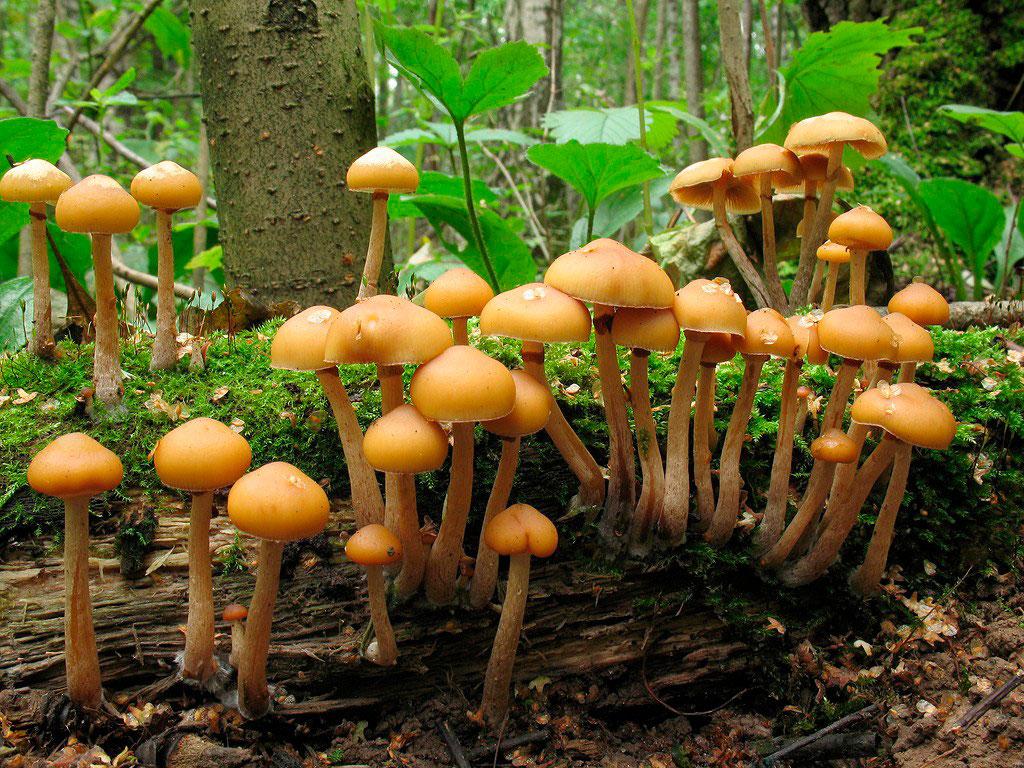 https://hectare.ua/upload/68fd48803e4d9.jpg https://hectare.ua/upload/68fd48803e4d9.jpg