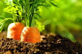https://hectare.ua/upload/68fd488fdc50d.jpg https://hectare.ua/upload/68fd488fdc50d.jpg