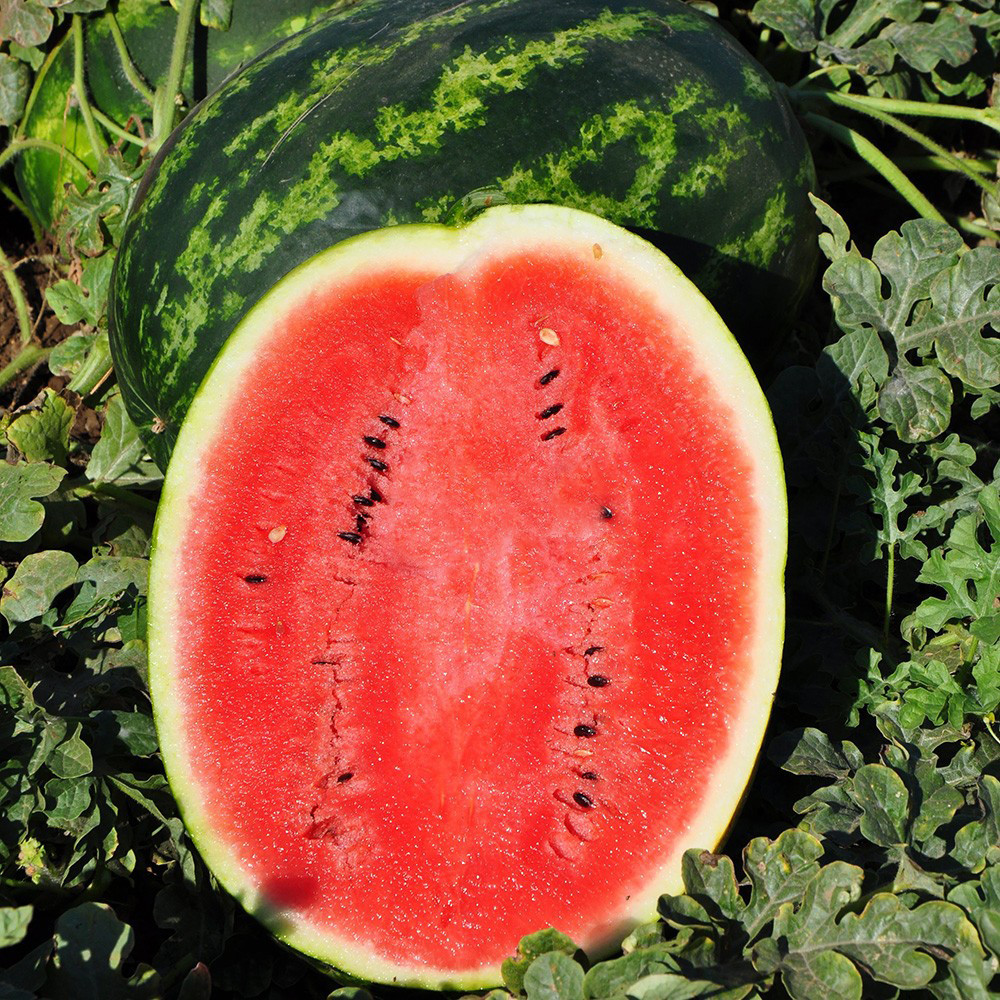 https://hectare.ua/upload/68fd48983f853.jpg https://hectare.ua/upload/68fd48983f853.jpg
