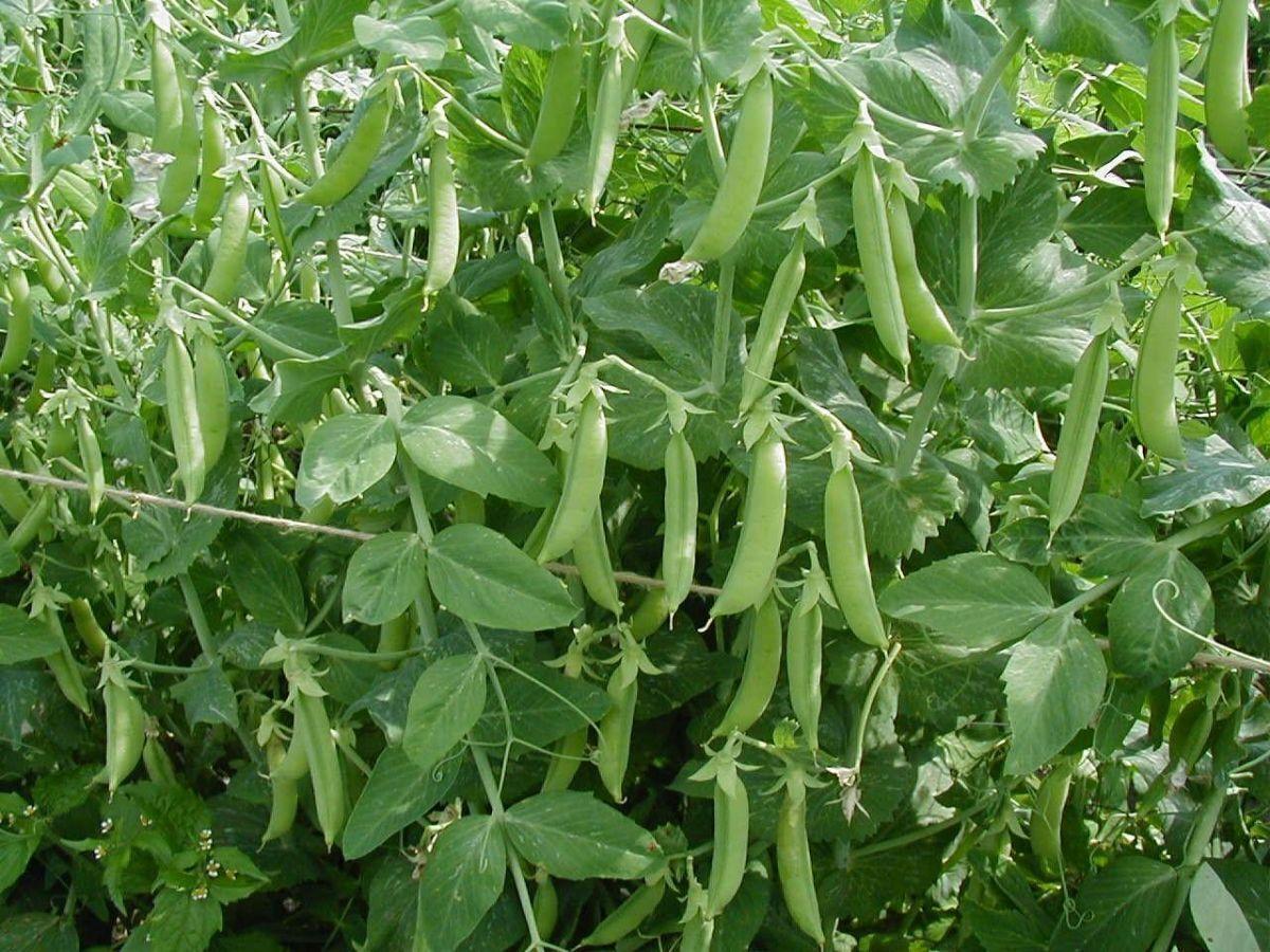 https://hectare.ua/upload/68fd48a04ca5a.jpg https://hectare.ua/upload/68fd48a04ca5a.jpg