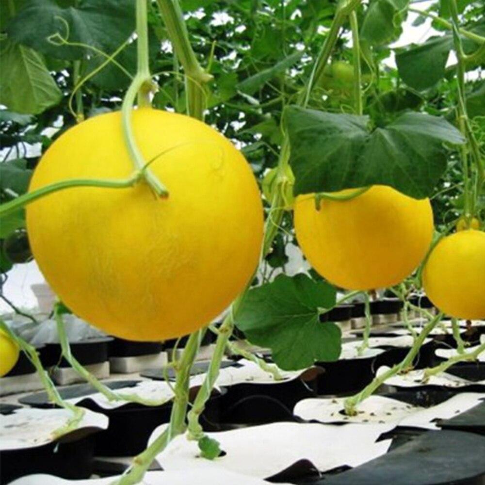 https://hectare.ua/upload/68fd48a3261c4.jpg https://hectare.ua/upload/68fd48a3261c4.jpg
