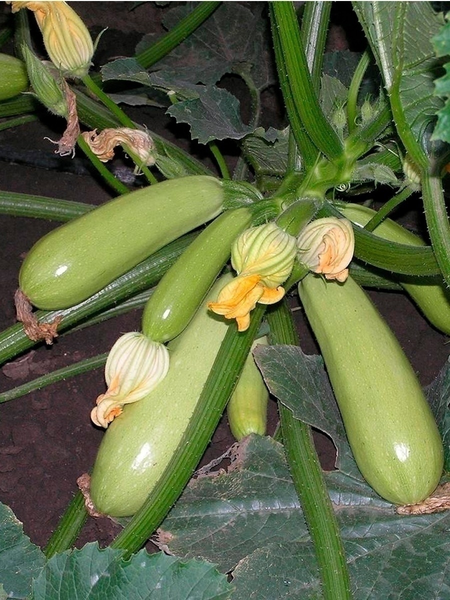 https://hectare.ua/upload/68fd48b2953a4.jpg https://hectare.ua/upload/68fd48b2953a4.jpg