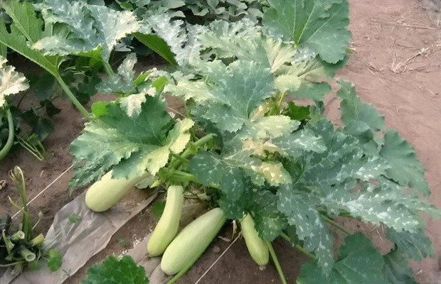 https://hectare.ua/upload/68fd48b463f8a.jpg https://hectare.ua/upload/68fd48b463f8a.jpg