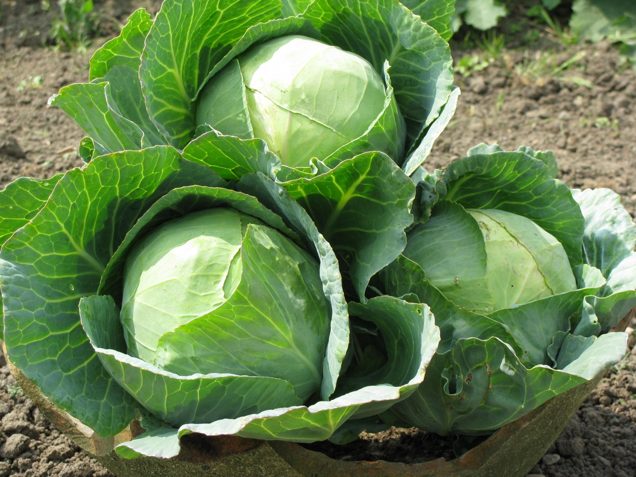 https://hectare.ua/upload/68fd48baede88.jpg https://hectare.ua/upload/68fd48baede88.jpg