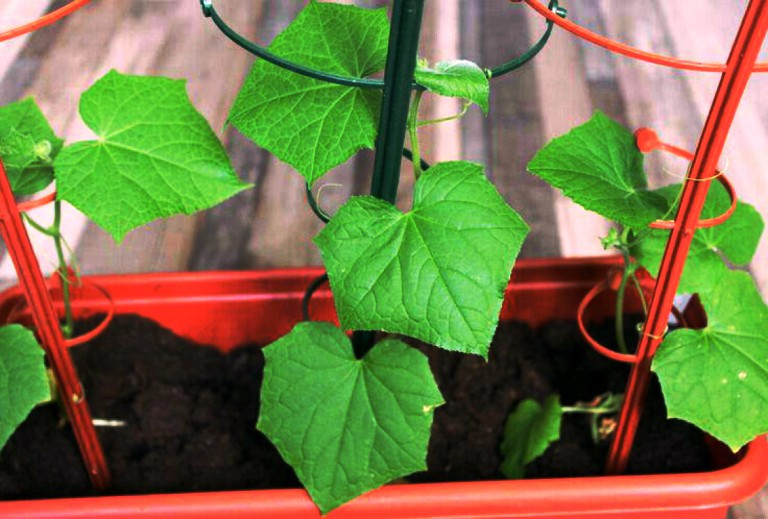 https://hectare.ua/upload/68fd48ca494f0.jpg https://hectare.ua/upload/68fd48ca494f0.jpg