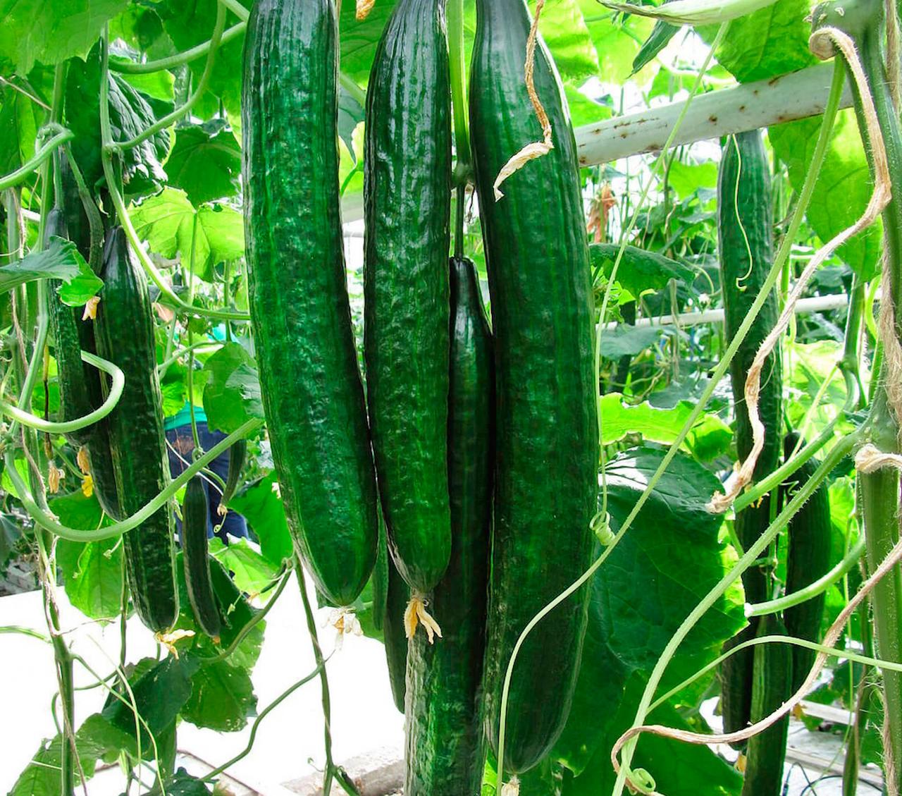 https://hectare.ua/upload/68fd48d216f7d.jpg https://hectare.ua/upload/68fd48d216f7d.jpg