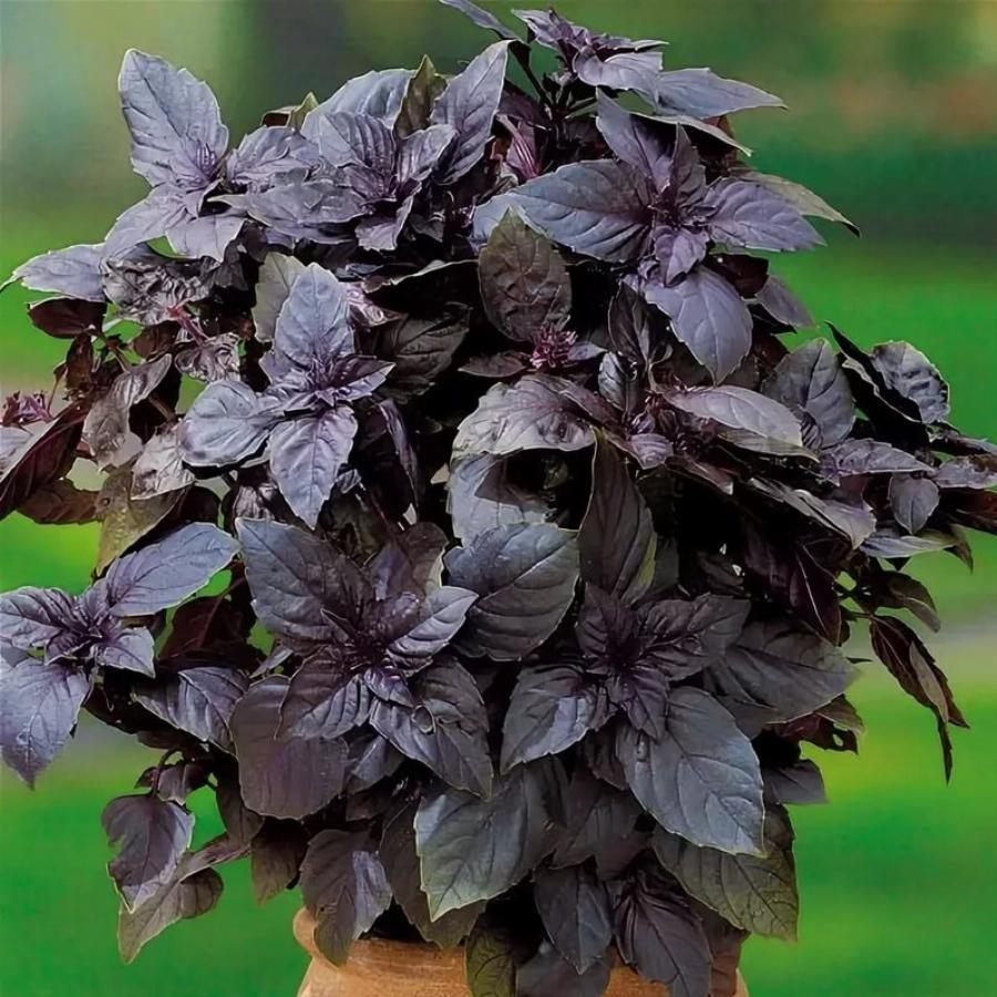 https://hectare.ua/upload/68fd48db77695.jpg https://hectare.ua/upload/68fd48db77695.jpg