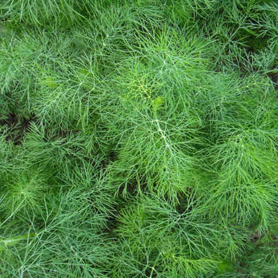 https://hectare.ua/upload/68fd48e04423a.jpg https://hectare.ua/upload/68fd48e04423a.jpg