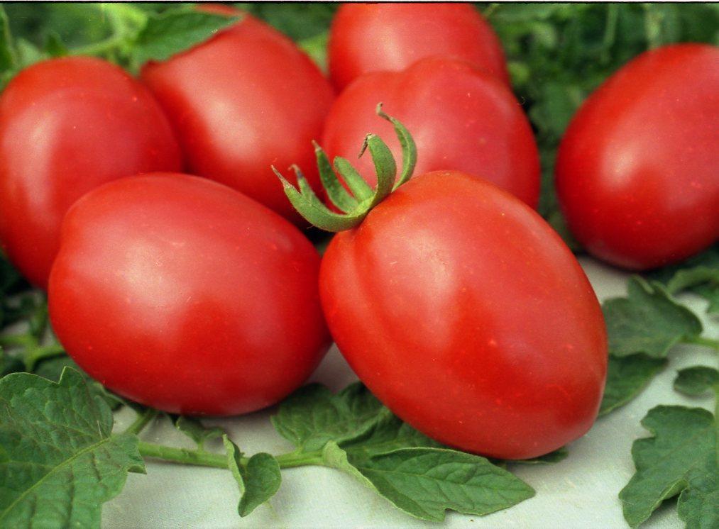 https://hectare.ua/upload/68fd48f29441e.jpg https://hectare.ua/upload/68fd48f29441e.jpg