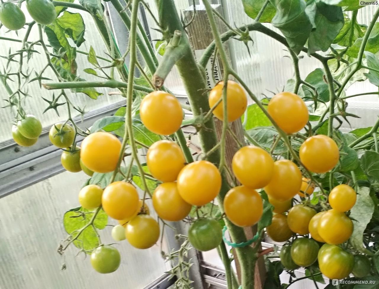 https://hectare.ua/upload/68fd48fc82454.jpg https://hectare.ua/upload/68fd48fc82454.jpg