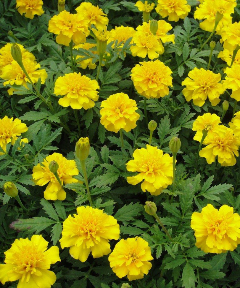 https://hectare.ua/upload/68fd4912d568e.jpg https://hectare.ua/upload/68fd4912d568e.jpg