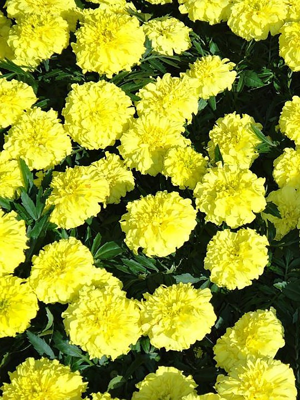 https://hectare.ua/upload/68fd491351e39.jpg https://hectare.ua/upload/68fd491351e39.jpg