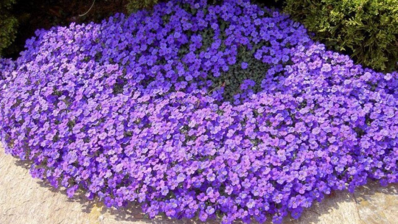 https://hectare.ua/upload/68fd4919e9976.jpg https://hectare.ua/upload/68fd4919e9976.jpg