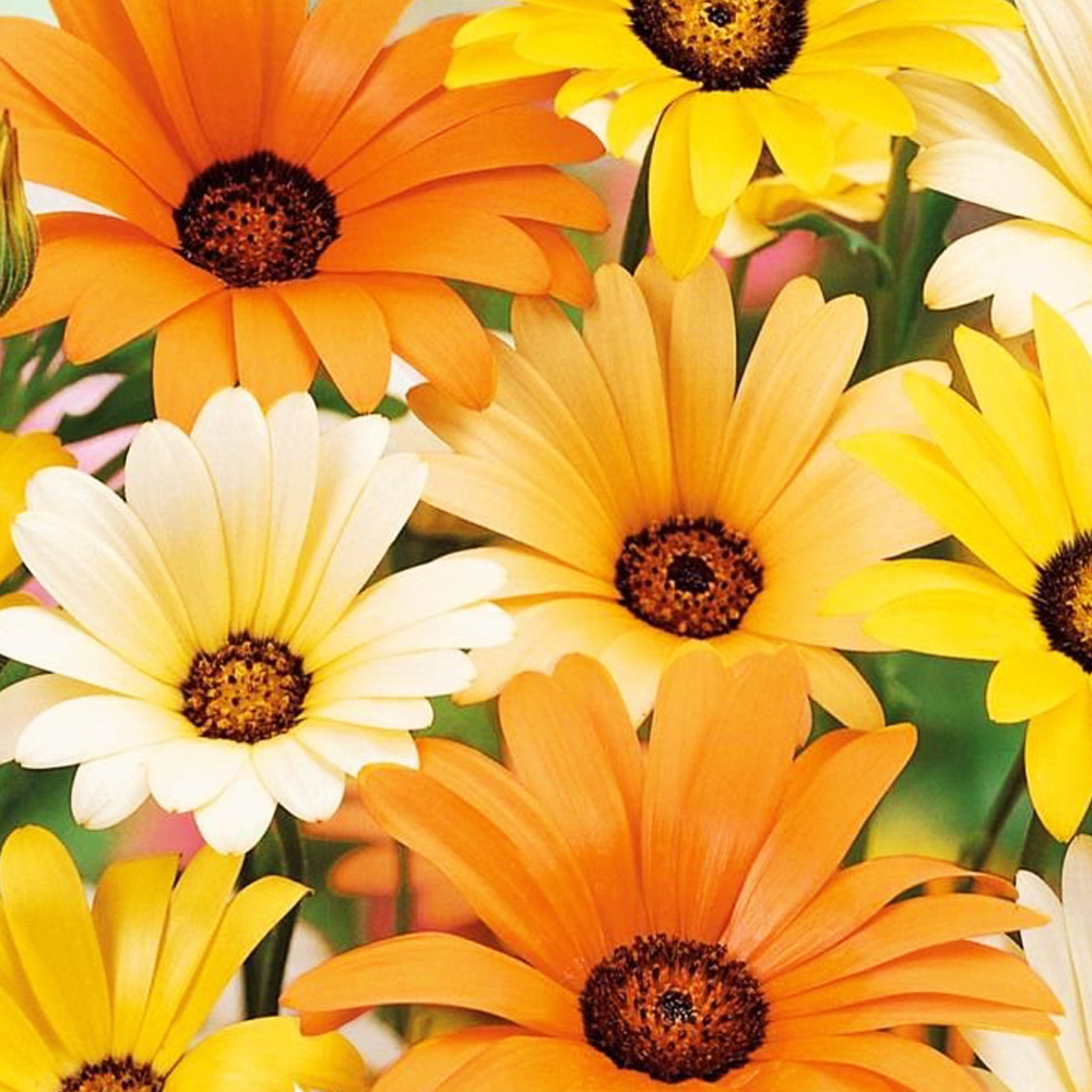 https://hectare.ua/upload/68fd49251a8c4.jpg https://hectare.ua/upload/68fd49251a8c4.jpg