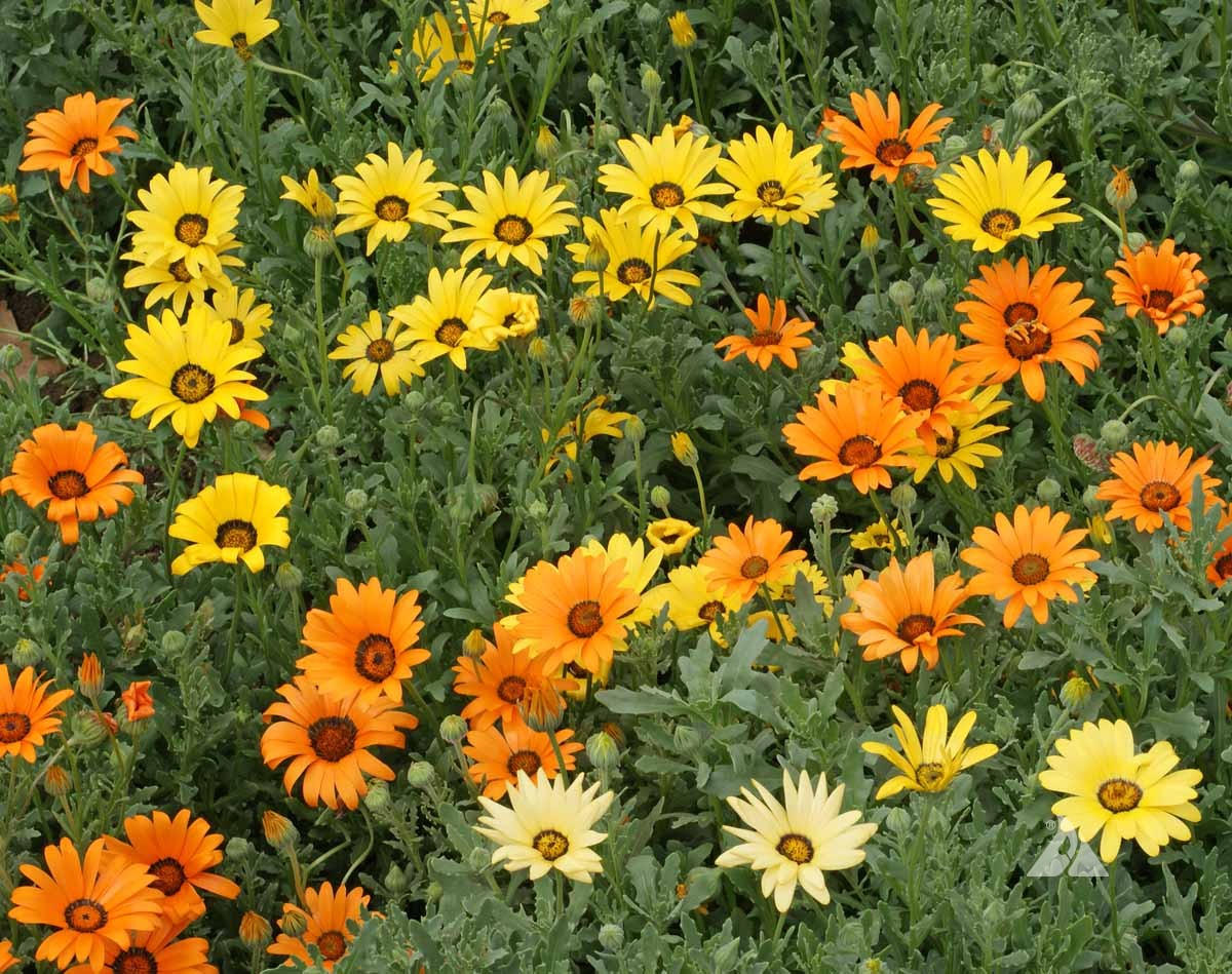 https://hectare.ua/upload/68fd49258b315.jpg https://hectare.ua/upload/68fd49258b315.jpg